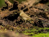 Phylloscopus collybita 6, Tjiftjaf, adult, male, Saxifraga-Theo Verstrael