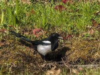 Pica pica 117, Ekster, Saxifraga-Jan van der Straaten