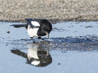 Pica pica 33, Ekster, adult, Saxifraga-Theo Verstrael