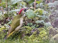 Picus viridis 13, Groene specht, adult, female, Saxifraga-Theo Verstrael