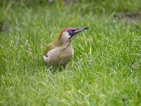 Picus viridis 31, Groene specht, adult, female, Saxifraga-Theo Verstrael
