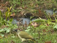 Picus viridis 52, Groene specht, Saxifraga-Jan van der Straaten