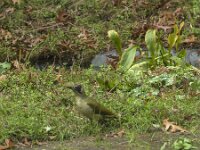 Picus viridis 54, Groene specht, Saxifraga-Jan van der Straaten