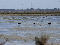 Plegadis falcinellus 3, Zwarte ibis, Saxifraga-Michiel Drok