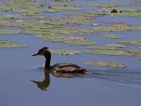 Podiceps cristatus 154, Fuut, Saxifraga-Jan Nijendijk