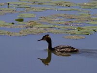 Podiceps cristatus 155, Fuut, Saxifraga-Jan Nijendijk