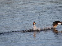 Podiceps cristatus 158, Fuut, Saxifraga-Peter Meininger