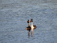 Podiceps cristatus 159, Fuut, Saxifraga-Peter Meininger