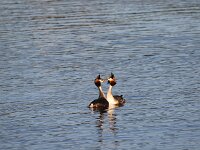 Podiceps cristatus 160, Fuut, Saxifraga-Peter Meininger