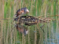 Podiceps cristatus 38, Fuut, Saxifraga-Tom Heijnen