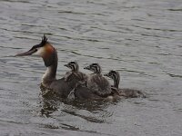 Podiceps cristatus 39, Fuut, Saxifraga-Jan Nijendijk