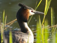 Podiceps cristatus 40, Fuut, Saxifraga-Jan Nijendijk