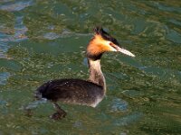 Podiceps cristatus 41, Fuut, Saxifraga-Bart Vastenhouw