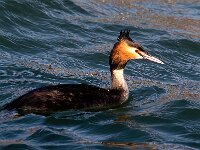 Podiceps cristatus 42, Fuut, Saxifraga-Bart Vastenhouw