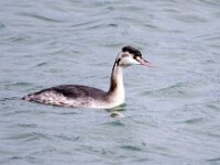 Podiceps cristatus 43, Fuut, Saxifraga-Bart Vastenhouw