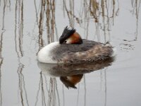 Podiceps cristatus 46, Fuut, Saxifraga-Ed Stikvoort : Eemland Baarn