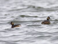 Podiceps nigricollis 51, Geoorde fuut, Saxifraga-Mark Zekhuis