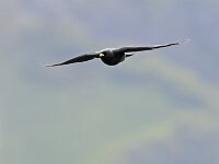 Pyrrhocorax graculus 17, Alpenkauw, Saxifraga-Tom Heijnen