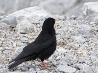 Pyrrhocorax graculus 23, Alpenkauw, Saxifraga-Willem van Kruijsbergen