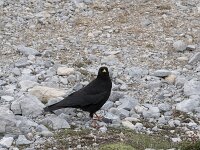 Pyrrhocorax graculus 27, Alpenkauw, Saxifraga-Willem van Kruijsbergen