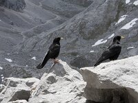 Pyrrhocorax graculus 28, Alpenkauw, Saxifraga-Willem van Kruijsbergen