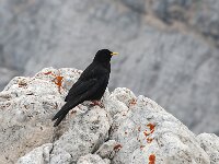 Pyrrhocorax graculus 35, Alpenkauw, Saxifraga-Luuk Vermeer