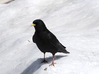 Pyrrhocorax graculus 4, Alpenkauw, Saxifraga-Willem van Kruijsbergen