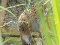 Rallus aquaticus 51, Waterral, Saxifraga-Bart Heijne : 0914, 2025, Amerikaanse rivierkreeft, Parc Natural dels Aiguamolls de l'Emporda, Rallus aquaticus, San Pere Pescador, Spanje, etend, september, vakantie, vogel, waterral