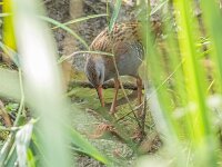 Rallus aquaticus 54, Waterral, Saxifraga-Bart Heijne : 0914, 2025, Amerikaanse rivierkreeft, Parc Natural dels Aiguamolls de l'Emporda, Rallus aquaticus, San Pere Pescador, Spanje, etend, september, vakantie, vogel, waterral