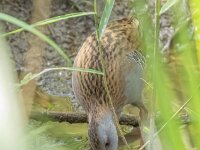 Rallus aquaticus 55, Waterral, Saxifraga-Bart Heijne : 0914, 2025, Amerikaanse rivierkreeft, Parc Natural dels Aiguamolls de l'Emporda, Rallus aquaticus, San Pere Pescador, Spanje, etend, september, vakantie, vogel, waterral