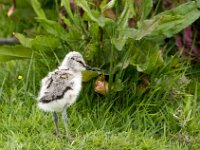 Recurvirostra avosetta 43, Kluut, chicken, Saxifraga-Theo Verstrael