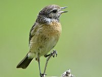 Saxicola maurus 2, Aziatische roodborsttapuit, Saxifraga-Tom Heijnen