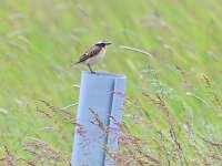 Saxicola rubetra 26, Paapje, Saxifraga-Tom Heijnen
