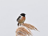 Saxicola rubicola 101, Roodborsttapuit, Saxifraga-Luuk Vermeer