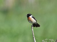 Saxicola rubicola 111, Roodborsttapuit, Saxifraga-Luuk Vermeer