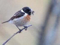 Saxicola rubicola 117, Roodborsttapuit, Saxifraga-Mark Zekhuis