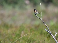 Saxicola rubicola 129, Roodborsttapuit, Saxifraga-Tom Heijnen