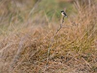 Saxicola rubicola 156, Roodborsttapuit, Saxifraga-Tom Heijnen