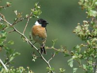 Saxicola rubicola 2, Roodborsttapuit, male, Saxifraga-Jan van der Straaten