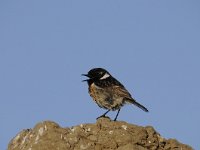 Saxicola rubicola 23, Roodborsttapuit, Saxifraga-Luuk Vermeer