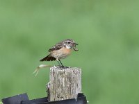 Saxicola rubicola 40, Roodborsttapuit, Saxifraga-Luuk Vermeer