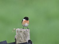 Saxicola rubicola 44, Roodborsttapuit, Saxifraga-Luuk Vermeer