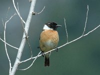 Saxicola rubicola 6, Roodborsttapuit, male, Saxifraga-Jan van der Straaten