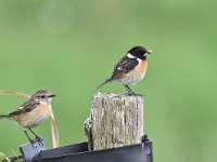 Saxicola rubicola 61, Roodborsttapuit, Saxifraga-Luuk Vermeer