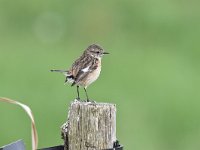 Saxicola rubicola 63, Roodborsttapuit, Saxifraga-Luuk Vermeer