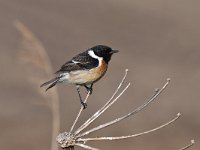 Saxicola rubicola 85, Roodborsttapuit, Saxifraga-Luuk Vermeer