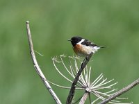 Saxicola rubicola 95, Roodborsttapuit, Saxifraga-Luuk Vermeer