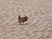 Scolopax rusticola 6, Houtsnip, Saxifraga-Sytske Dijksen
