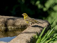 Serinus serinus 15, Europese kanarie, adult, male, Saxifraga-Theo Verstrael