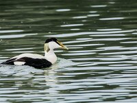 Somateria mollissima 37, Eidereend, adult, male, Saxifraga-Theo Verstrael